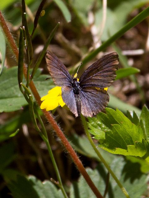 Unidentified Blue, Stony Fork Valley Overlook, Blue Ridge Parkway